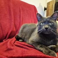 Fairy & Caillou suchen ein neues Zuhause, Kater zur Adoption