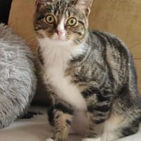 Gloria sucht liebevolle Dosenöffner, Katze zur Adoption