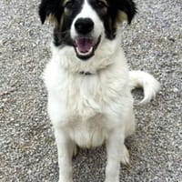 Unkomplizierte Brave sucht ihr Zuhause, Hündin zur Adoption