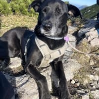 Bruno - Liebevoller Schmuser mit Herz, Hund zur Adoption
