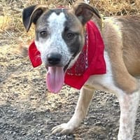 TARA - Hündin mit Sommersprossen......, Hündin zur Adoption