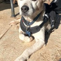 MOMO sucht Urlaubsbetreuung........, Hund zur Adoption