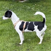 Süsse Gianna sucht ihr Glück, Hündin zur Adoption