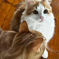 Kleiner Moritz möchte Welt entdecken!, Kater zur Adoption