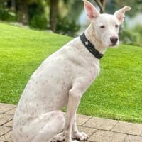 Zeno - die Sportskanone, Hund zur Adoption