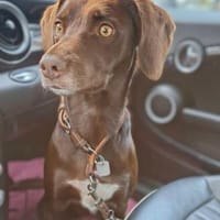 Mira - ist eigenständig&aktiv, Hündin zur Adoption