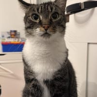 Nami sucht ein liebevolles Zuhause, Kater zur Adoption