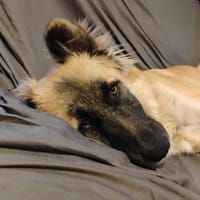 NATHAN sucht sportl. Menschen, Hund zur Adoption