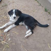 💙Jack Pot💙sucht sein großes Glück, Hund zur Adoption