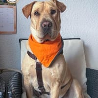 Shar Pei Hündin Eliza aus Bochum, Hündin zur Adoption