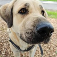 Kali - freundliche lebensfrohe Hündin, Hündin zur Adoption