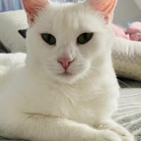 Geschwister Frieda und Mona, Katze zur Adoption