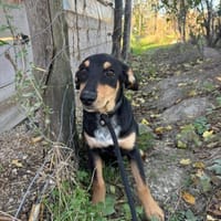 Unsere Funny sucht ihre Seelenheimat, Hündin zur Adoption