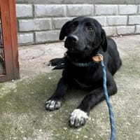 Yeti  neugieriger Jungspund, Hund zur Adoption