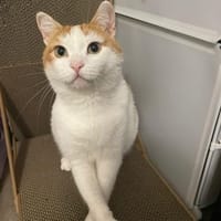 Theo, Kater zur Adoption