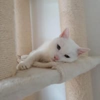 Verschmuster Kater sucht zu Hause, Kater zur Adoption