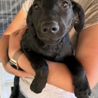 Welpe Caspar unser feiner Kerl, Hund zur Adoption