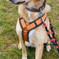 Die hübsche Meli sucht Ihre Menschen!, Hündin zur Adoption