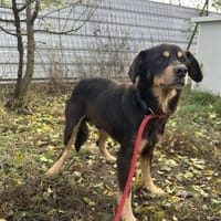 Tabaluga - unser kleiner Sonnenschein, Hündin zur Adoption