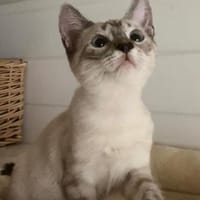 Wer gibt uns ein Zuhause?, Kater zur Adoption