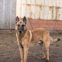 Urios, Hund zur Adoption