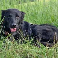 Alfa  der süße Fratz, Hund zur Adoption