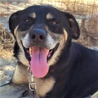 Nemo - verschmuster Senior, Hund zur Adoption