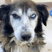 Forrest sucht sein ruhiges Glück, Hund zur Adoption