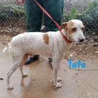Tutú - souverän und lernwillig, Hund zur Adoption