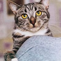 Grosses Menschen-Herz gesucht!, Katze zur Adoption