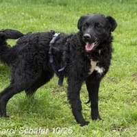 Billie ist ein Energiebündel, Hund zur Adoption