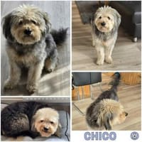 CHICO -sucht konsequente Menschen-, Hund zur Adoption