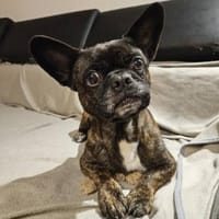 ❤Batman...sucht sein Glück...🍀, Hund zur Adoption