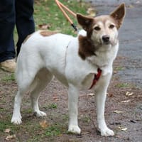 Sonnenschein Vanessa 37 cm geb. 03/2023, Hündin zur Adoption