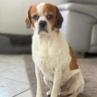 Beanie - ist unkompliziert, Hund zur Adoption