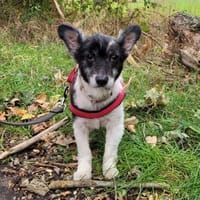 Sunny - sein Halter mußte ins Pflegeheim, Hund zur Adoption