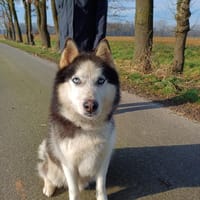 Milo sucht Husky Fans, Hund zur Adoption