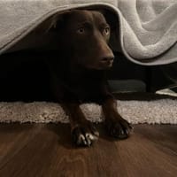 Die liebe Hazel sucht ein neues Zuhause, Hündin zur Adoption