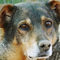 Sanfte Seniorin sucht ihr Körbchen, Hündin zur Adoption