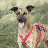 Crumble, Hündin zur Adoption