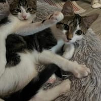 Izzy u. Ivo suchen liebevolles Zuhause, Kater zur Adoption