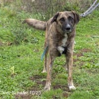Luke ist ein sehr lieber Kerl, Hund zur Adoption