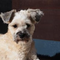 Imogen - wartet in 65468 Trebur, Hündin zur Adoption