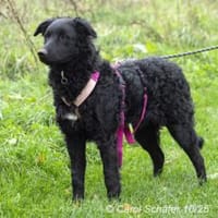 Bonny, liebevolle und nette Hündin, Hündin zur Adoption