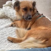 Kleine Susi sucht liebevolles Zuhause❤, Hündin zur Adoption