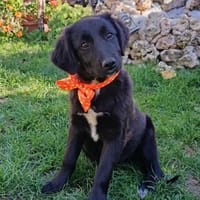 Tolle Kate sucht ein Zuhause, Hündin zur Adoption