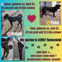 Yuna🌼und Anouk🌸 suchen ein Zuhause, Hündin zur Adoption