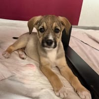 Malcho ein besonders liebes Kerlchen, Hund zur Adoption