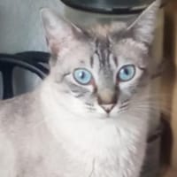 verschmuste Xena, bei Aachen, Katze zur Adoption