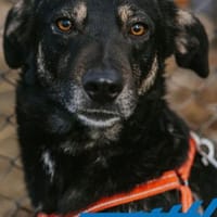 Karina - neugieriges, herziges Madl, Hündin zur Adoption